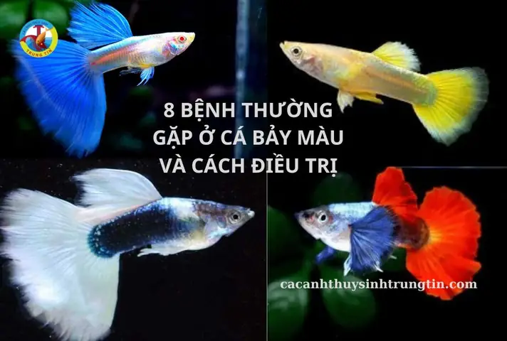 Cá Bảy Màu Bị Bệnh: Nguyên Nhân, Dấu Hiệu Và Cách Điều Trị Hiệu Quả