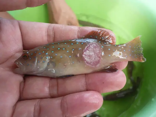 Cá Bảy Màu Bị Bệnh: Nguyên Nhân, Dấu Hiệu Và Cách Điều Trị Hiệu Quả