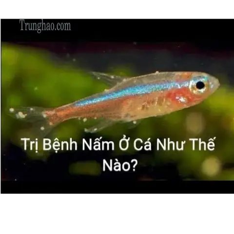 Cá Bảy Màu Bị Bệnh: Nguyên Nhân, Dấu Hiệu Và Cách Điều Trị Hiệu Quả