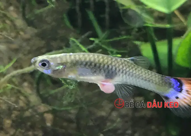 Cá Bảy Màu Bị Lồi Mắt: Nguyên Nhân, Triệu Chứng Và Cách Điều Trị Hiệu Quả