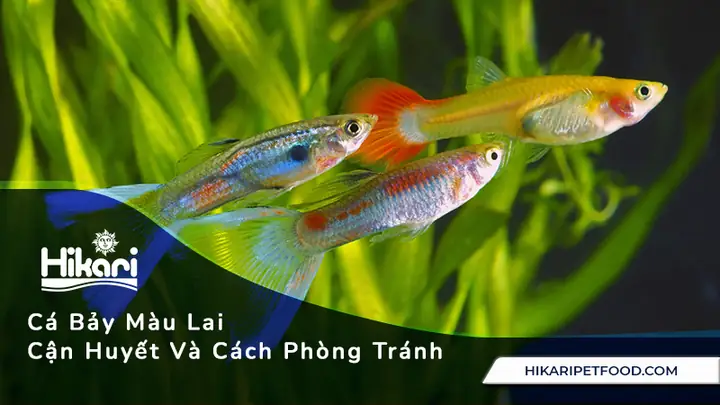 Tại Sao Cá Bảy Màu Chết Lai Rai Mỗi Ngày? Nguyên Nhân & Cách Khắc Phục