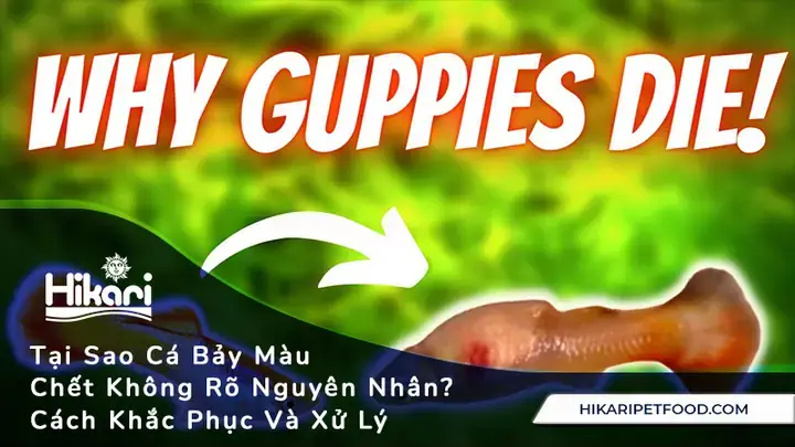 Tại Sao Cá Bảy Màu Chết Lai Rai Mỗi Ngày? Nguyên Nhân & Cách Khắc Phục