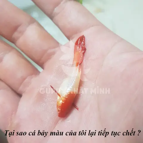 Tại Sao Cá Bảy Màu Chết Lai Rai Mỗi Ngày? Nguyên Nhân & Cách Khắc Phục