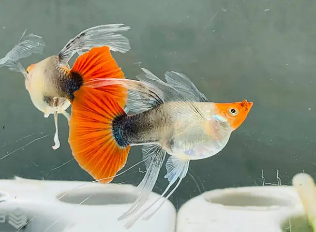 Dấu Hiệu Cá Bảy Màu Có Thai Và Cách Nhận Biết Bụng To Chuẩn Bị Đẻ