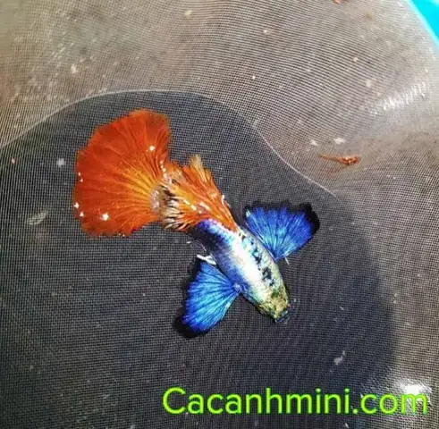 Cá Bảy Màu Đắt Nhất: Khám Phá Các Dòng Giá Trị Cao & Yếu Tố Định Giá