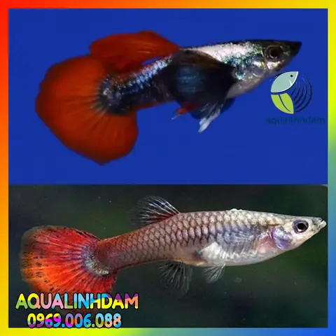 Cá Bảy Màu Dumbo Red Tail: Đặc Điểm, Nuôi Dưỡng & Các Loại Phổ Biến Cá Bảy Màu Dumbo Red Tail: Đặc Điểm, Nuôi Dưỡng & Các Loại Phổ Biến
