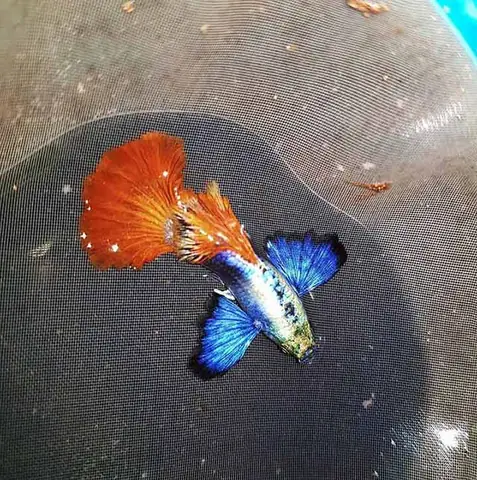 Cá Bảy Màu Dumbo Red Tail: Đặc Điểm, Nuôi Dưỡng & Các Loại Phổ Biến Cá Bảy Màu Dumbo Red Tail: Đặc Điểm, Nuôi Dưỡng & Các Loại Phổ Biến