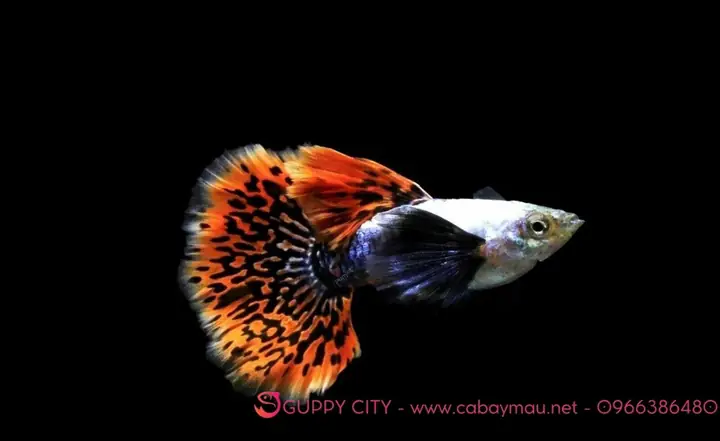 Cá Bảy Màu Dumbo Red Tail: Đặc Điểm, Nuôi Dưỡng & Các Loại Phổ Biến Cá Bảy Màu Dumbo Red Tail: Đặc Điểm, Nuôi Dưỡng & Các Loại Phổ Biến