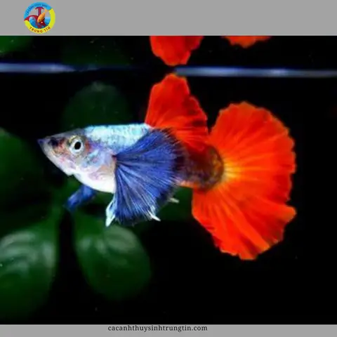 Cá Bảy Màu Dumbo Red Tail: Đặc Điểm, Nuôi Dưỡng & Các Loại Phổ Biến Cá Bảy Màu Dumbo Red Tail: Đặc Điểm, Nuôi Dưỡng & Các Loại Phổ Biến