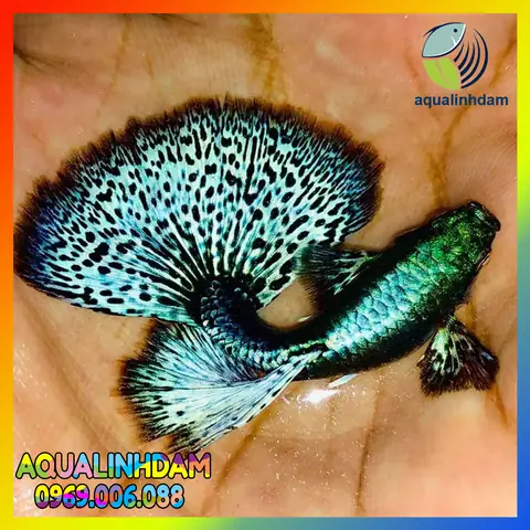 Cá Bảy Màu Đuôi Xanh (blue Topaz): Đặc Điểm, Phân Loại & Cách Nuôi Chuẩn