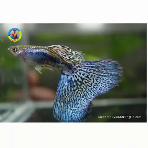 Cá Bảy Màu Đuôi Xanh (blue Topaz): Đặc Điểm, Phân Loại & Cách Nuôi Chuẩn