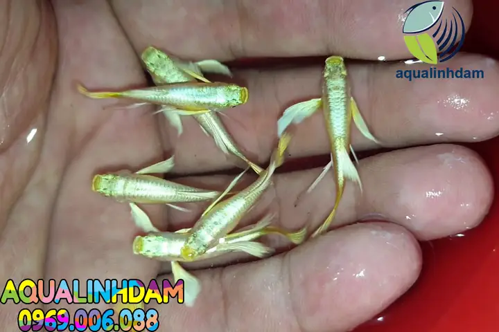 Cá Bảy Màu Full Gold: Đặc Điểm, Cách Nuôi Và Địa Chỉ Mua Uy Tín