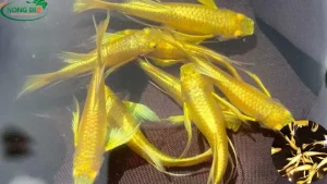 Cá Bảy Màu Full Gold: Đặc Điểm, Cách Nuôi Và Địa Chỉ Mua Uy Tín