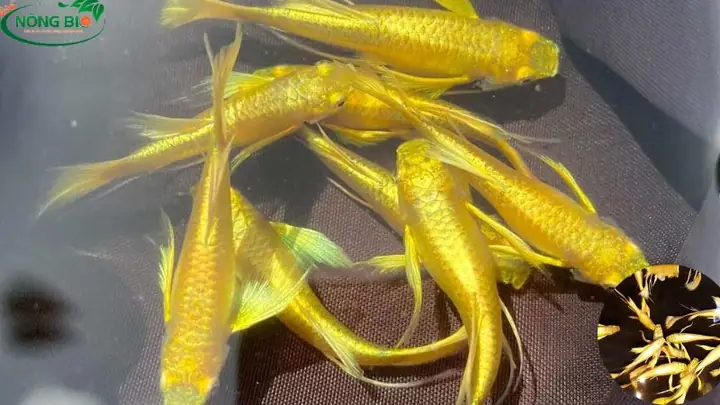 Cá Bảy Màu Full Gold: Đặc Điểm, Cách Nuôi Và Địa Chỉ Mua Uy Tín