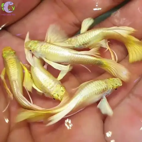 Cá Bảy Màu Full Gold: Đặc Điểm, Cách Nuôi Và Địa Chỉ Mua Uy Tín