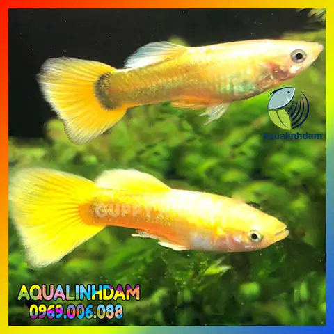 Cá Bảy Màu Full Gold: Đặc Điểm, Cách Nuôi Và Địa Chỉ Mua Uy Tín