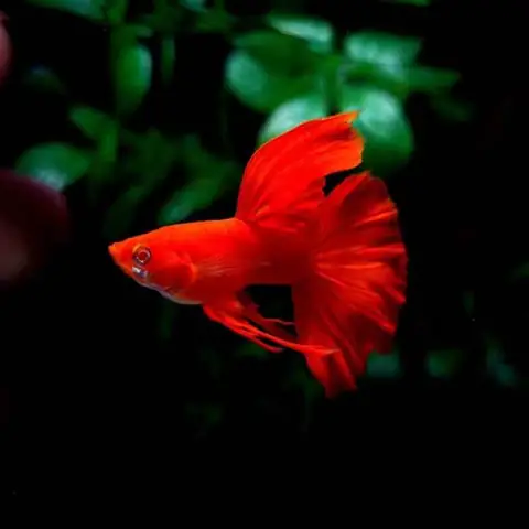 Cá Bảy Màu Full Red: Đặc Điểm, Cách Nuôi Và Chọn Giống Đẹp Cá Bảy Màu Full Red: Đặc Điểm, Cách Nuôi Và Chọn Giống Đẹp