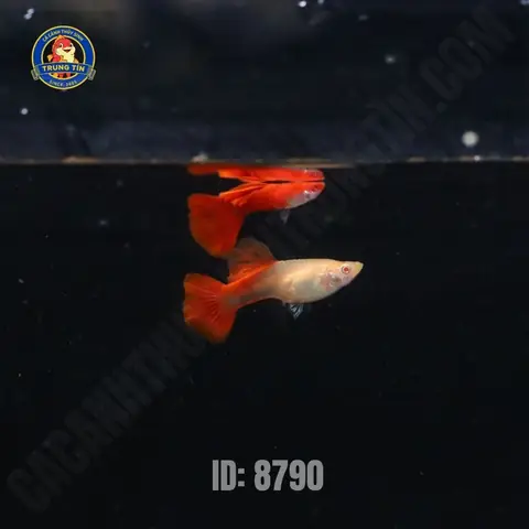 Cá Bảy Màu Full Red: Đặc Điểm, Cách Nuôi Và Chọn Giống Đẹp Cá Bảy Màu Full Red: Đặc Điểm, Cách Nuôi Và Chọn Giống Đẹp