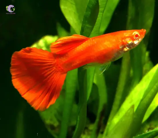 Cá Bảy Màu Full Red: Đặc Điểm, Cách Nuôi Và Chọn Giống Đẹp Cá Bảy Màu Full Red: Đặc Điểm, Cách Nuôi Và Chọn Giống Đẹp
