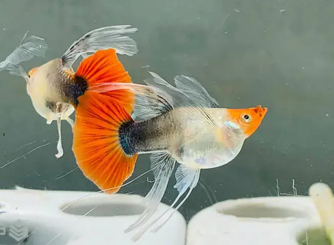 Cá Bảy Màu Giao Phối Như Thế Nào? Hướng Dẫn Chi Tiết Từ A-z