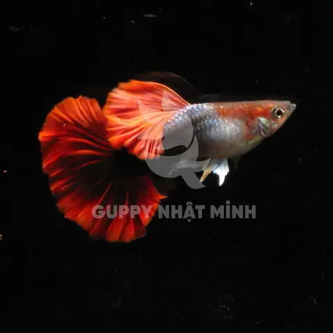 Cá Bảy Màu Hb Red Rose: Đặc Điểm, Giá Bán & Kinh Nghiệm Nuôi Chuẩn Giống