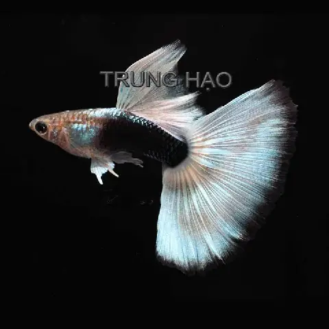 Cá Bảy Màu Hb White: Đặc Điểm, Giá Cả & Kỹ Thuật Nuôi Cơ Bản