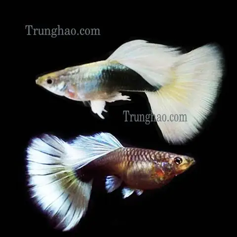 Cá Bảy Màu Hb White: Đặc Điểm, Giá Cả & Kỹ Thuật Nuôi Cơ Bản