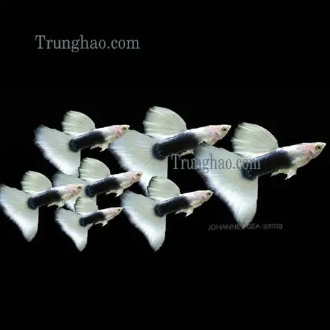 Cá Bảy Màu Hb White: Đặc Điểm, Giá Cả & Kỹ Thuật Nuôi Cơ Bản