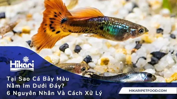 Tại Sao Cá Bảy Màu Nằm Dưới Đáy Bể? 6 Nguyên Nhân Và Cách Xử Lý