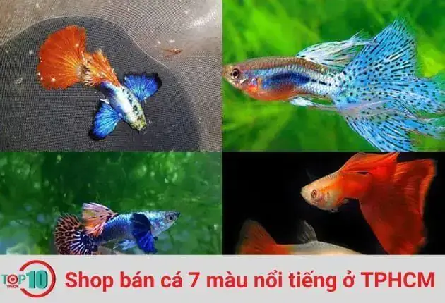 Cá Bảy Màu Nguyễn Phát: Đặc Điểm, Cách Nuôi & Kinh Nghiệm Từ Chuyên Gia
