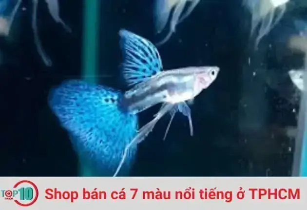 Cá Bảy Màu Nguyễn Phát: Đặc Điểm, Cách Nuôi & Kinh Nghiệm Từ Chuyên Gia