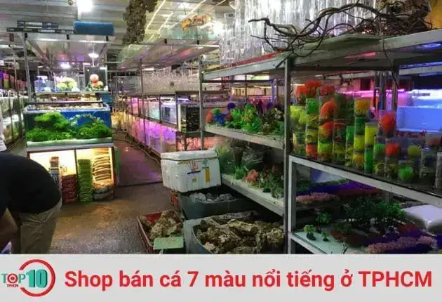 Cá Bảy Màu Nguyễn Phát: Đặc Điểm, Cách Nuôi & Kinh Nghiệm Từ Chuyên Gia
