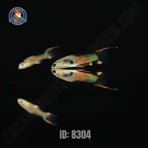 Cá Bảy Màu Rừng: Đặc Điểm, Nuôi Dưỡng Và Vẻ Đẹp Hoang Dã Cá Bảy Màu Rừng: Đặc Điểm, Nuôi Dưỡng Và Vẻ Đẹp Hoang Dã
