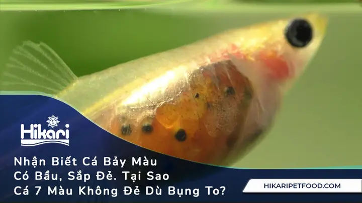 Cá Bảy Màu Sinh Sản: Thời Điểm, Cách Nhận Biết Và Kinh Nghiệm Nuôi Cá Bảy Màu Sinh Sản: Thời Điểm, Cách Nhận Biết Và Kinh Nghiệm Nuôi