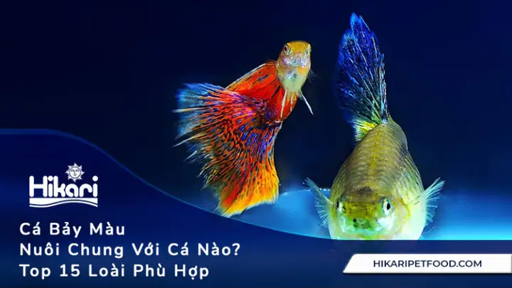 Cá Bảy Màu Sống Ở Tầng Nước Nào? Hướng Dẫn Chi Tiết Cho Người Mới
