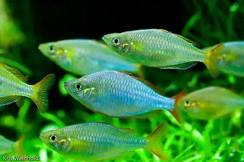 Cá Bảy Màu Sống Ở Tầng Nước Nào? Hướng Dẫn Chi Tiết Cho Người Mới