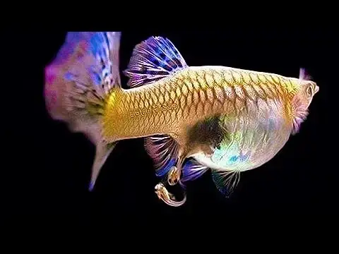 Cá Bảy Màu Bị Tắc Đẻ: Nguyên Nhân, Dấu Hiệu Nhận Biết Và Cách Cứu Chữa