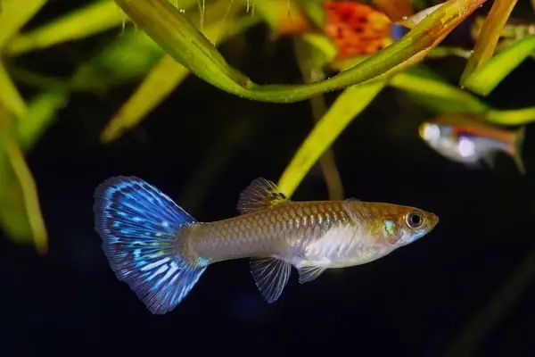Cá Bảy Màu: Khám Phá Đặc Điểm, Các Loại Phổ Biến & Hướng Dẫn Nuôi Chi Tiết Cá Bảy Màu: Khám Phá Đặc Điểm, Các Loại Phổ Biến & Hướng Dẫn Nuôi Chi Tiết