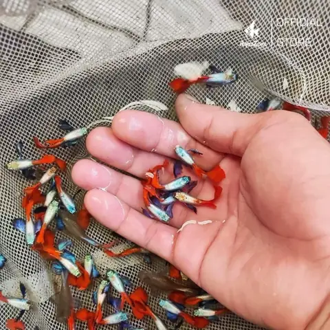Cá Bảy Màu: Khám Phá Đặc Điểm, Các Loại Phổ Biến & Hướng Dẫn Nuôi Chi Tiết Cá Bảy Màu: Khám Phá Đặc Điểm, Các Loại Phổ Biến & Hướng Dẫn Nuôi Chi Tiết