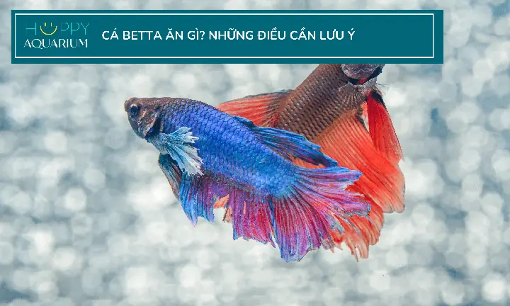 Cá Betta Ăn Gì: Các Loại Thức Ăn Tươi Sống & Công Nghiệp Tốt Nhất