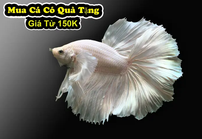 Cá Betta Bạch Tạng: Đặc Điểm Nhận Biết, Cách Nuôi Và Các Lưu Ý
