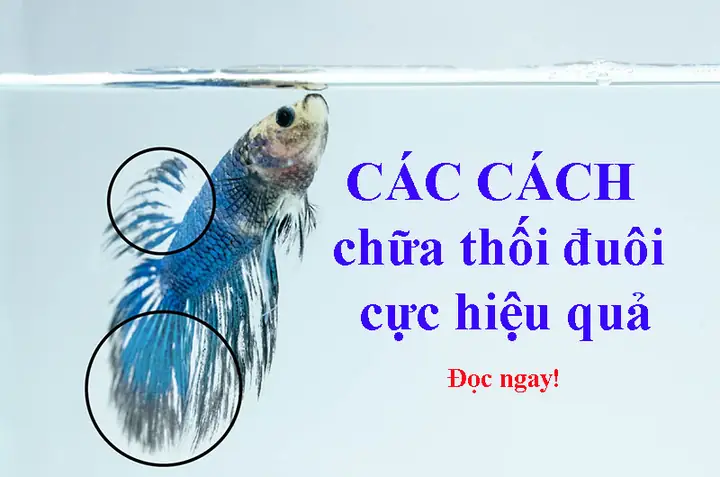 Cá Betta Bị Thối Vây: Nguyên Nhân, Dấu Hiệu & Cách Chữa Trị Hiệu Quả