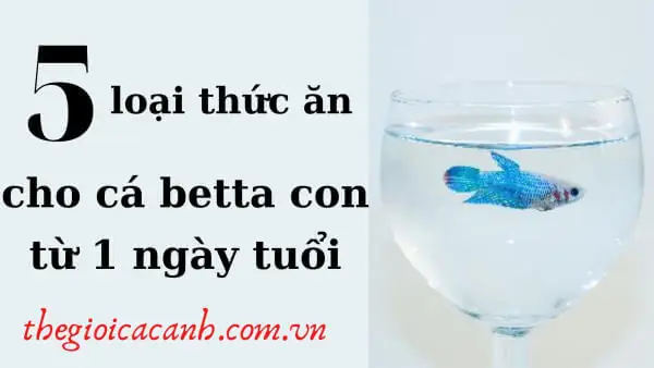 Cá Betta Con Mới Nở Ăn Gì? Hướng Dẫn Chi Tiết Từ A-z