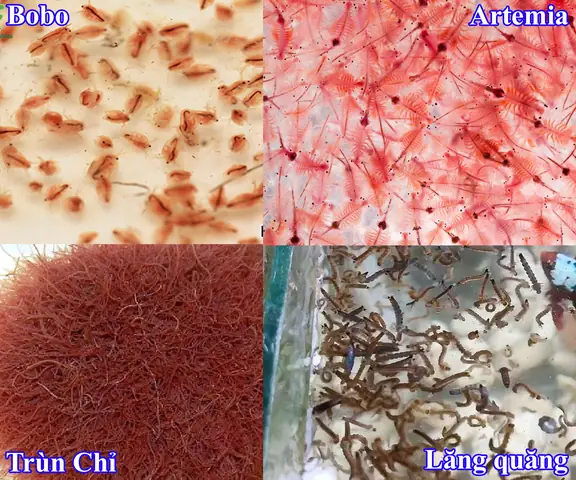 Cá Betta Con Mới Nở Ăn Gì? Hướng Dẫn Chi Tiết Từ A-z