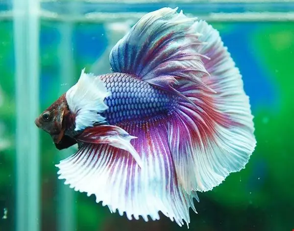 Cá Betta Đắt Nhất Thế Giới: Giá Trị, Yếu Tố Quyết Định Và Các "báu Vật" Nổi Tiếng