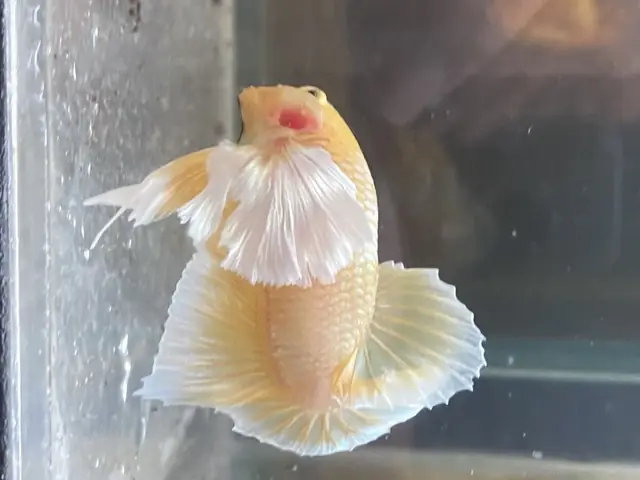 Cá Betta Dumbo Gold: Vẻ Đẹp Đặc Biệt & Hướng Dẫn Nuôi Chuẩn