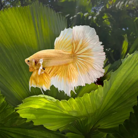 Cá Betta Dumbo Gold: Vẻ Đẹp Đặc Biệt & Hướng Dẫn Nuôi Chuẩn
