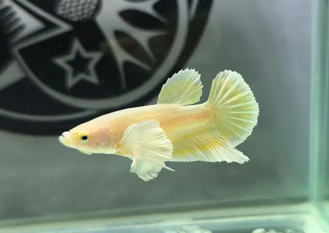 Cá Betta Dumbo Gold: Vẻ Đẹp Đặc Biệt & Hướng Dẫn Nuôi Chuẩn