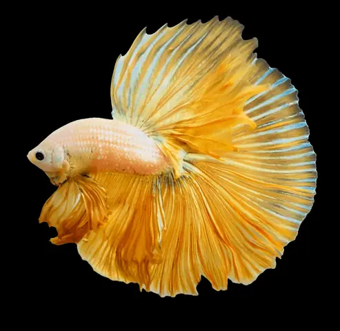 Cá Betta Dumbo Gold: Vẻ Đẹp Đặc Biệt & Hướng Dẫn Nuôi Chuẩn