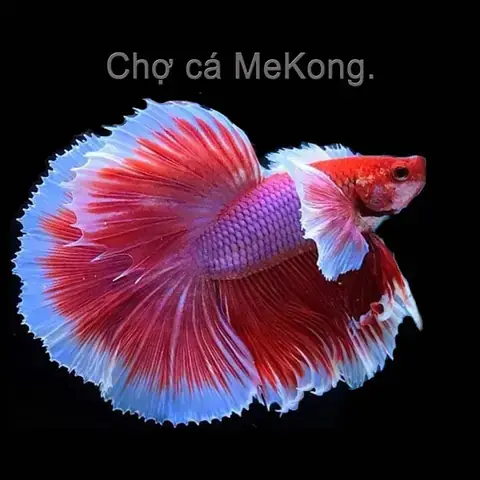 Cá Betta Dumbo Gold: Vẻ Đẹp Đặc Biệt & Hướng Dẫn Nuôi Chuẩn
